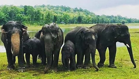 अंबानी  प्राणी संग्रहालय 