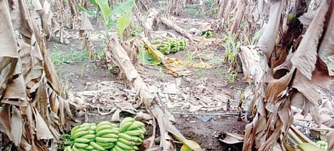 नैसर्गिक आपत्ती अन् व्यापार्‍यांकडून थट्टा, वादळाने केळीची बाग झाली उद्ध्वस्त
