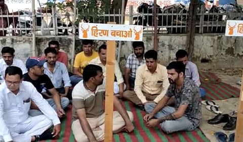 चित्त्यांच्या शिकारीसाठी चितळ आणि हरिण सोडल्‍याच्‍या निषेधार्थ बिश्नोई समाजाचे धरणे आंदोलन
