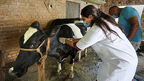 दुर्गम भागात लम्पीग्रस्त जनावरांना जीवदान; पानशेत परिसरात 126 जनावरांचे लसीकरण
