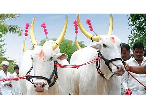 खेडला उत्साहात बैलपोळ्याच्या मिरवणुका