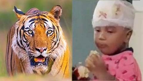 वाघाचे संग्रहित छायाचित्र. दुसऱ्या छायाचित्रात वाघाच्या हल्ल्यात जखमी झालेला चिमुकला.