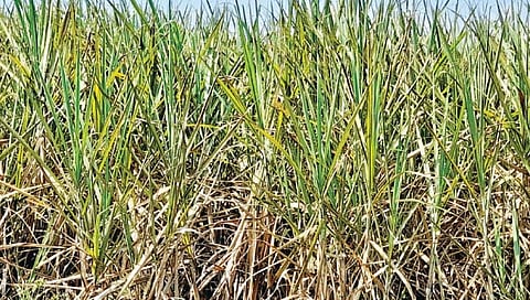 सांगली : उसावर करप्याचा वाढता फैलाव… कडेगाव तालुक्यातील शेतकरी हैराण