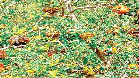 सांगली : पावसाने डाळिंबाच्या बागा धोक्यात; शेतकरी हताश