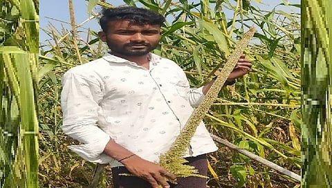नाशिक : अबब… बाजरीला तब्बल ‘इतक्या’ फुटांचा कणीस, वासोळच्या शेतकर्‍याचा प्रयोग चर्चेत