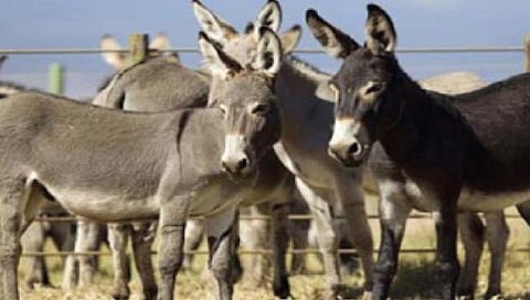 Animal Smuglling : सांगलीतील गाढवांची चीनमध्ये तस्करी!