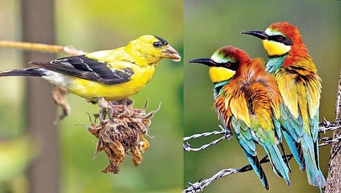 पक्ष्यांसोबत राहिल्याने सुधारते मानसिक आरोग्य