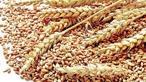 गहू लागवड तंत्रज्ञान आणि व्यवस्थापन