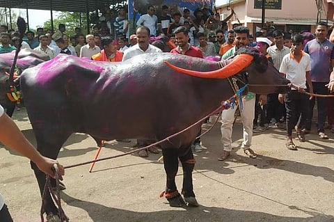 दिवाळी पाडव्याला कोल्हापुरात असतो म्हशींचा रोड शो 