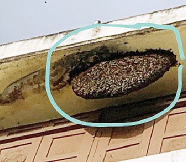 पोकळे मनपा शाळेच्या तिसर्‍या मजल्यावर असलेले आग्या मोहोळ.