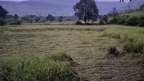 Crop Damage
