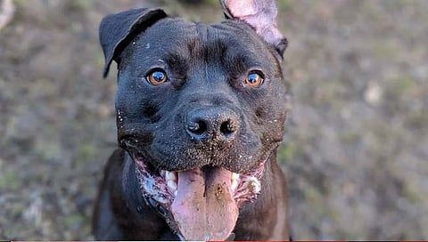 pit bull