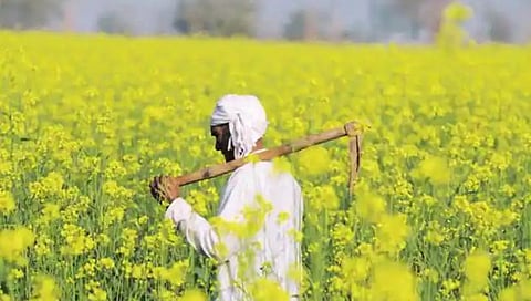 Mustard 