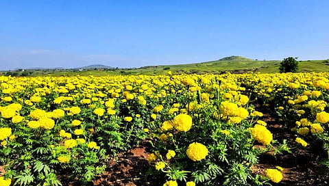 नवरात्रोत्सव : परतीच्या पावसाने झेंडूचा उडाला रंग, किलोसाठी १०० ते १२० रुपयांची विक्री