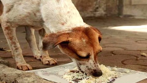 Stray Dog News |