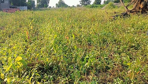 खरीप पिकांच्या उत्‍पादणात घट 