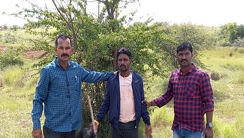 सशाची शिकार   