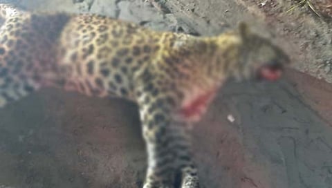 बिबट्या ठार  