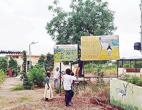रेहकुरी अभयारण्य पर्यटकांचे आकर्षण ; हरीण, काळवीट अन् अन्य वन्य प्राण्यांसह दुर्मिळ वनस्पतींसाठी प्रसिद्ध