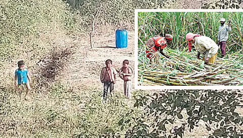 कवडदरा : शेतात खेळणारी ऊस तोडणी कामगारांची चिमुकली मुले. (छाया : अमोल  म्हस्के)
