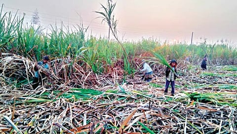 सांगली : गळीत हंगाम अद्याप संथगतीने;  चारच साखर कारखाने सुरू