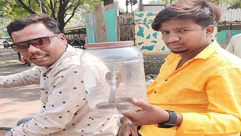 नाशिकरोड : येथील इंडिया सेक्युरिटी प्रेस परिसरातून सर्पमित्र इंगोले व त्याच्या सहकाऱ्यांनी पकडलेला कोब्रा नाग. (छाया: उमेश देशमुख)