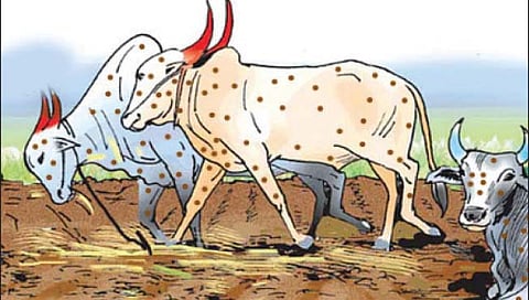 बीड : माजलगाव तालुक्यात लंपी आजाराने बैलाचा मृत्यू