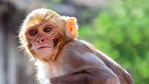 माकडेही जाणार आता अंतराळ स्थानकावर