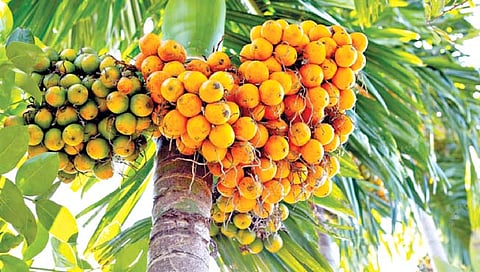 Betel nut : सुपारीवरील किडीवर नवा उपाय