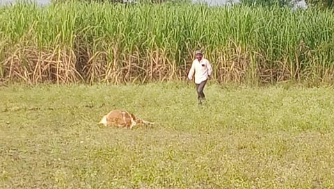 दिंडोरी : जाधव वस्ती येथे बिबट्याच्या हल्यात ठार झालेले वासरु. (छाया - समाधान पाटील)     