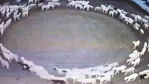 गोल फिरत राहणार्‍या मेंढ्यांचे गूढ!