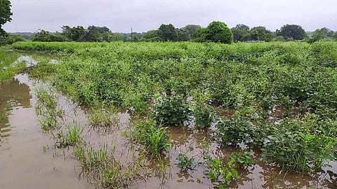 खरीप तर पावसाने नेला … आता रब्बी साठी भांडवल कोठून आणायचे ? शेतकऱ्यांना पडला मोठा प्रश्न
