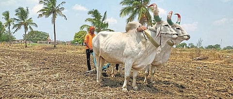 श्रीरामपूर : रब्बी पिकांसाठी शेतकर्‍यांची मशागतीची लगबग
