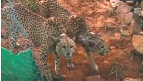 Chittah ReIntroductry : सर्व चित्ते निरोगी, सक्रिय आणि व्यवस्थित जुळवून घेणारे आहेत हे जाणून आनंद झाला – पंतप्रधान नरेंद्र मोदी