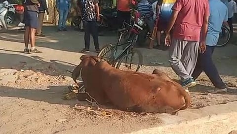 गुरे पळविण्याचा डाव   