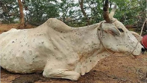 Lumpy Skin Disease | खानापूर तालुक्यात लम्पी वेगाने पसरतोय; ३५ जनावरे दगावली