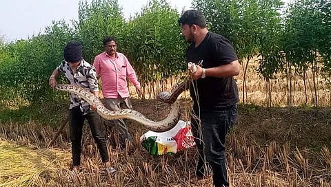 तेरा फुटी अजगर  