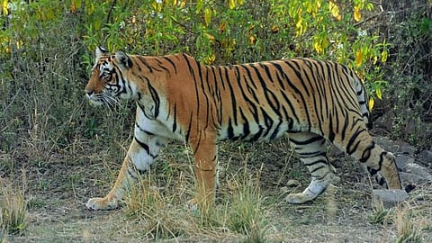 Chandrapur tiger attack