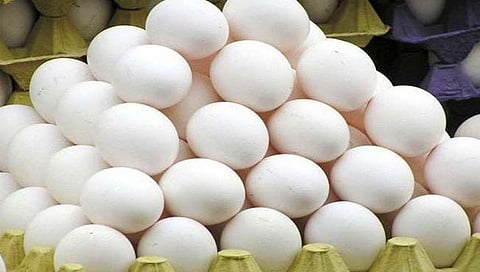 अंडी महागली;  किरकोळ बाजारात ७ रुपये दर (Egg Rate)