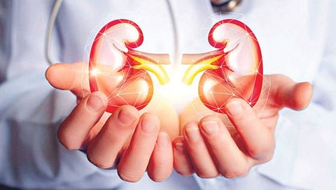 Health : किडनीचे आरोग्य उत्तम राखण्यासाठी करा ‘हे’ सोपे उपाय