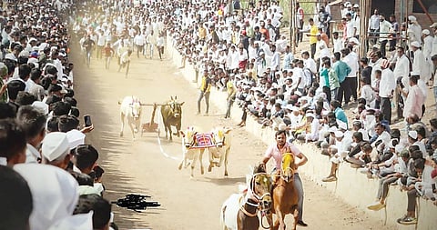 मंचर : मुक्तादेवी यात्रोत्सवात बैलगाडा शर्यतीचा थरार