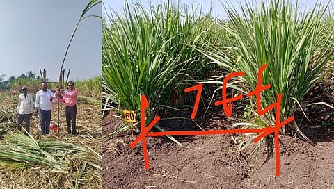 Dhule Sakri : 7 फूटावर सरी, एका एकरात घेतले 106 टन ऊस उत्पादन