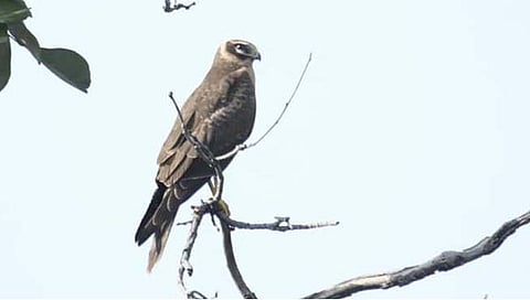 हिंगोली : युरोपातील ‘भोवत्या’चा वडहिवर्‍याच्या जंगलात मुक्‍काम; पक्षी प्रेमींसाठी पर्वणी