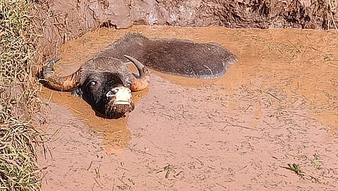 कोल्‍हापूर : गाळात रुतून गव्याचा मृत्यू; पिल्‍लू वाचले