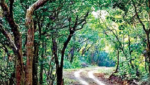 दाजीपूर अभयारण्य 31 डिसेंबर, 1 जानेवारीला पर्यटकांसाठी बंद