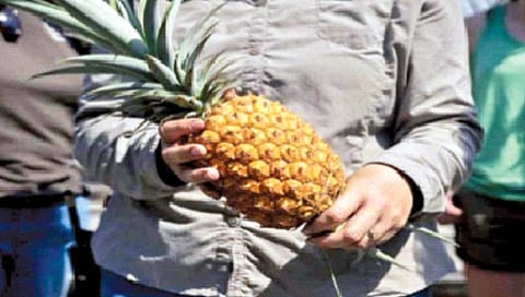 Expensive pineapple  