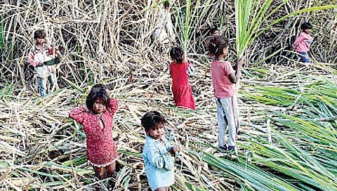 कोल्हापूर : त्यांचा जन्म अन् जगणंही उसाच्या फडात…