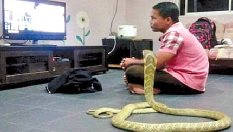 King Cobra   