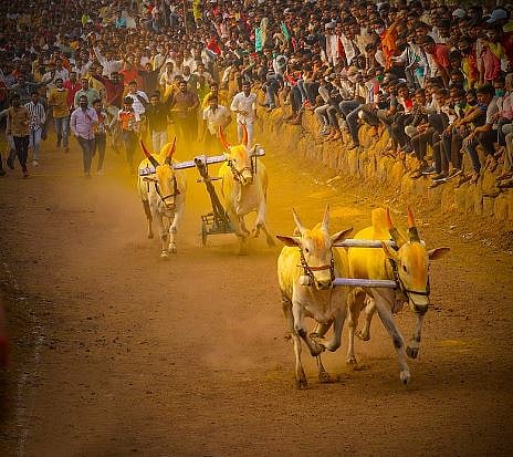 ‘साहेब केसरी’ बैलगाडा शर्यतीमुळे खेडच्या राजकारणात भुरर्र