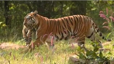 Tiger Cubs Death 